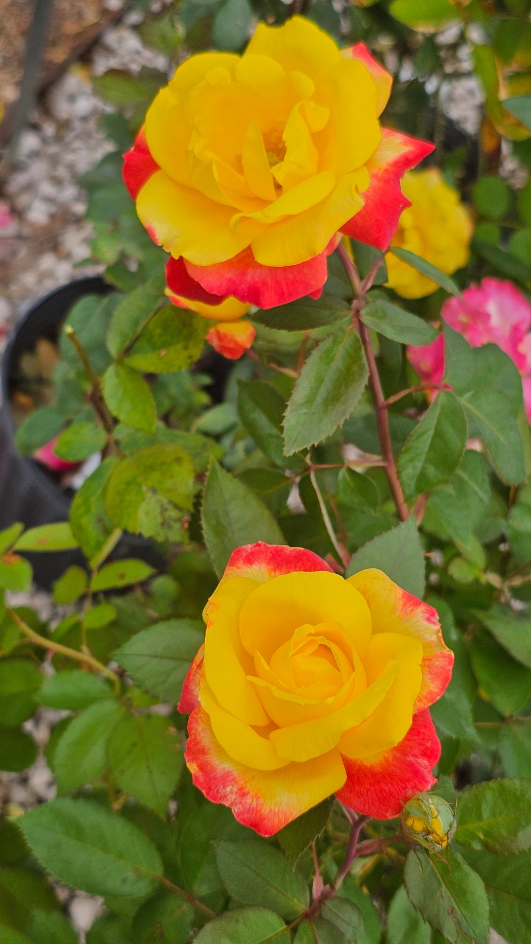 Garden Flame™ Sunbelt ®