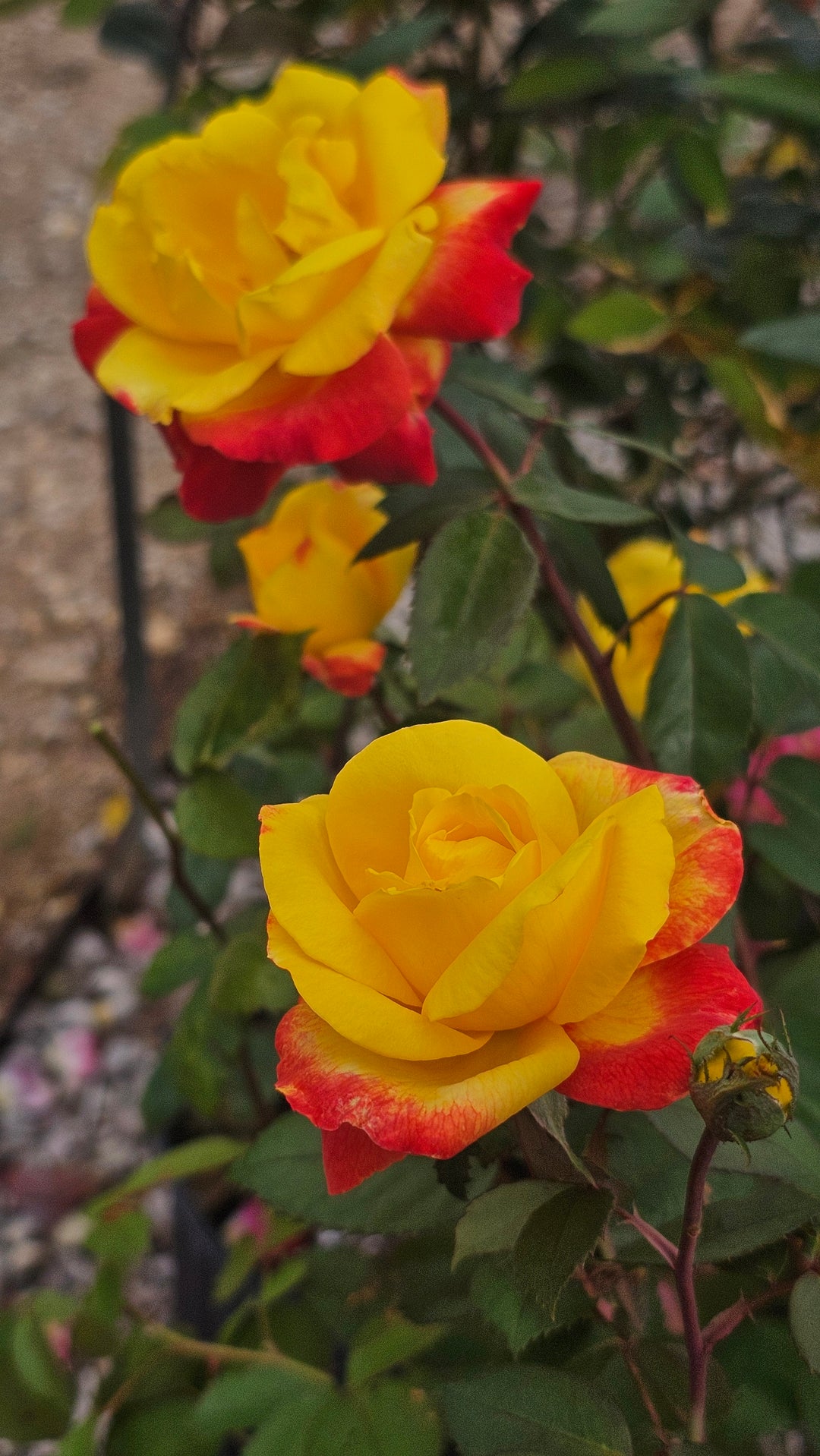 Garden Flame™ Sunbelt ®