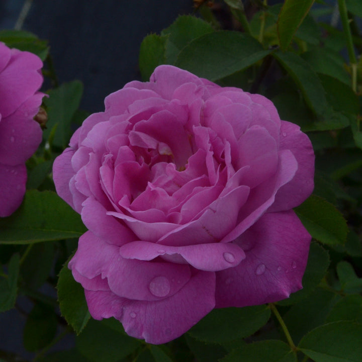 Reine des Violettes