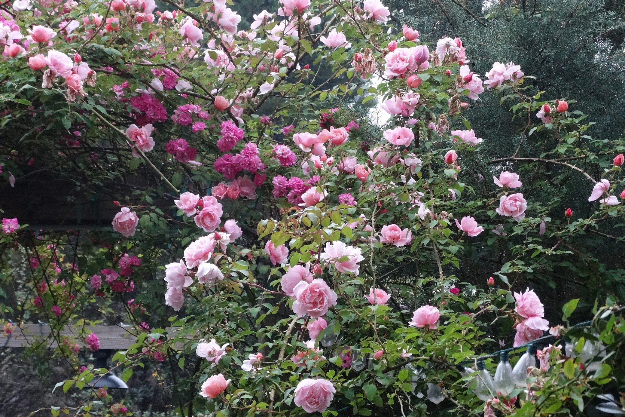 Antique Rose Emporium Albertine - Thumbnail 3