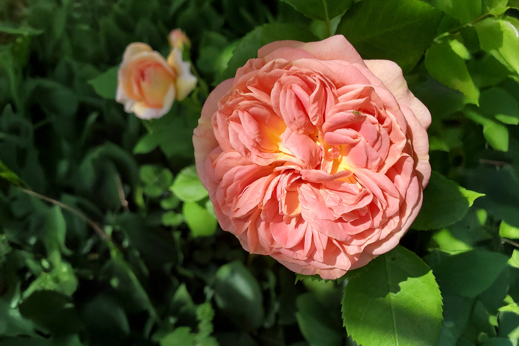 Alchymist Antique Rose Emporium Alchymist Antique Rose Emporium