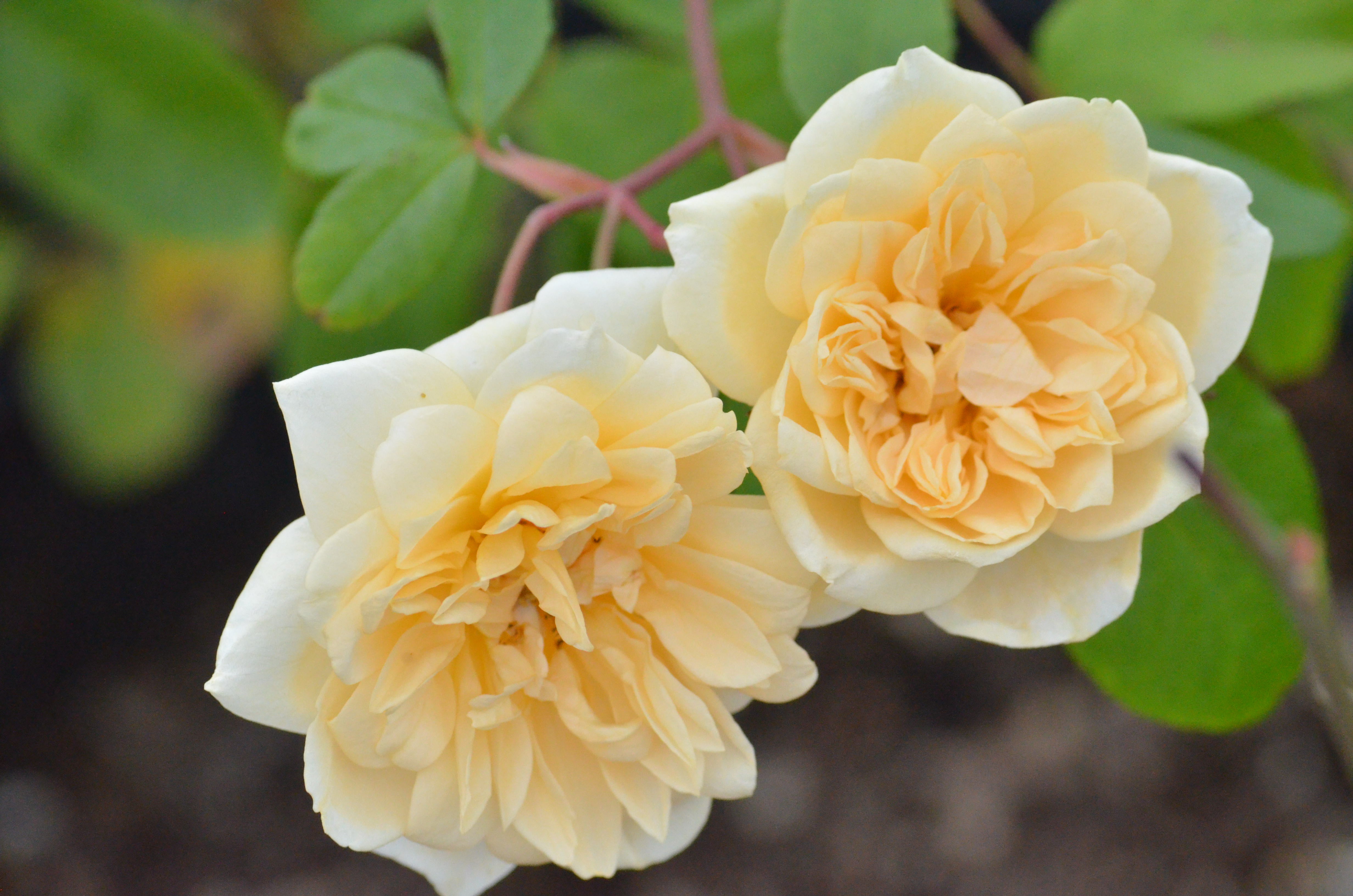 Noisette – Antique Rose Emporium