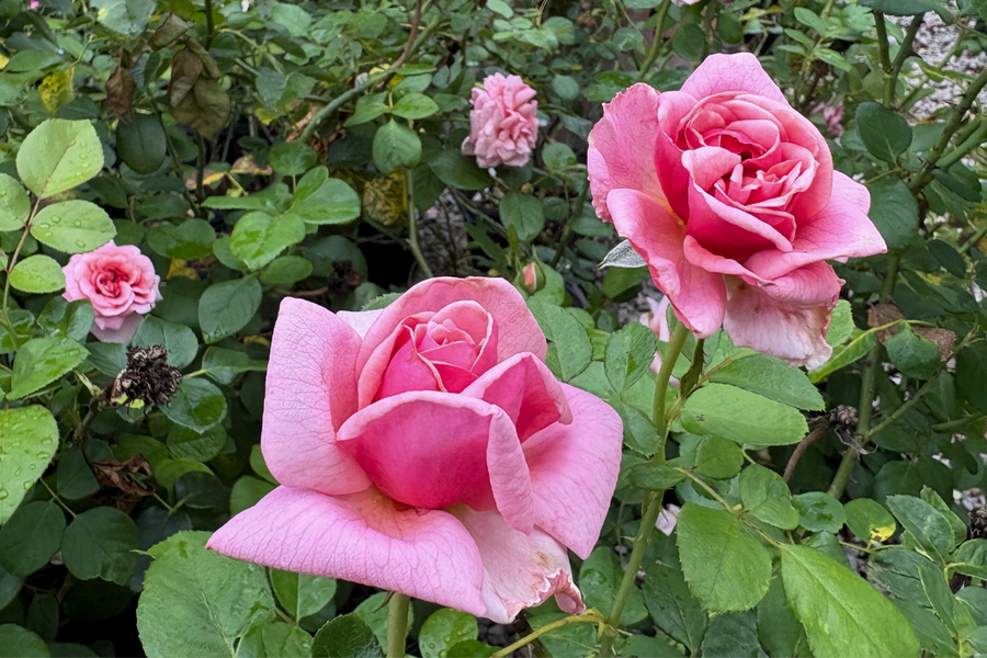 Four bright pink roses called Aloha.
