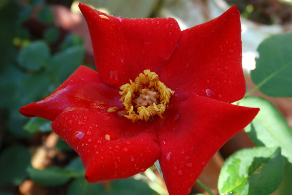 rosa 'altissimo' Altissimo – Antique Rose Emporium