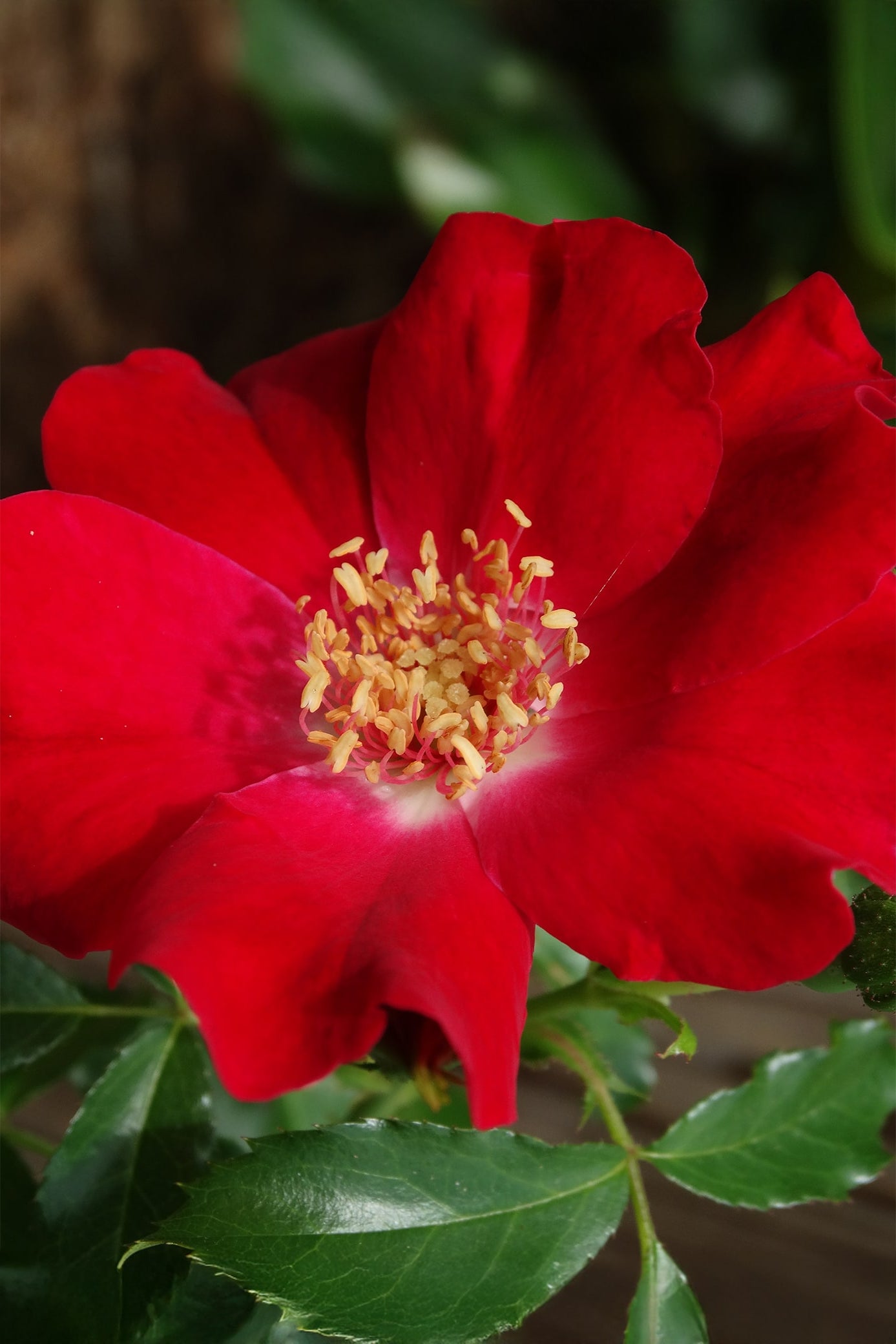 Hybrid Tea – Antique Rose Emporium