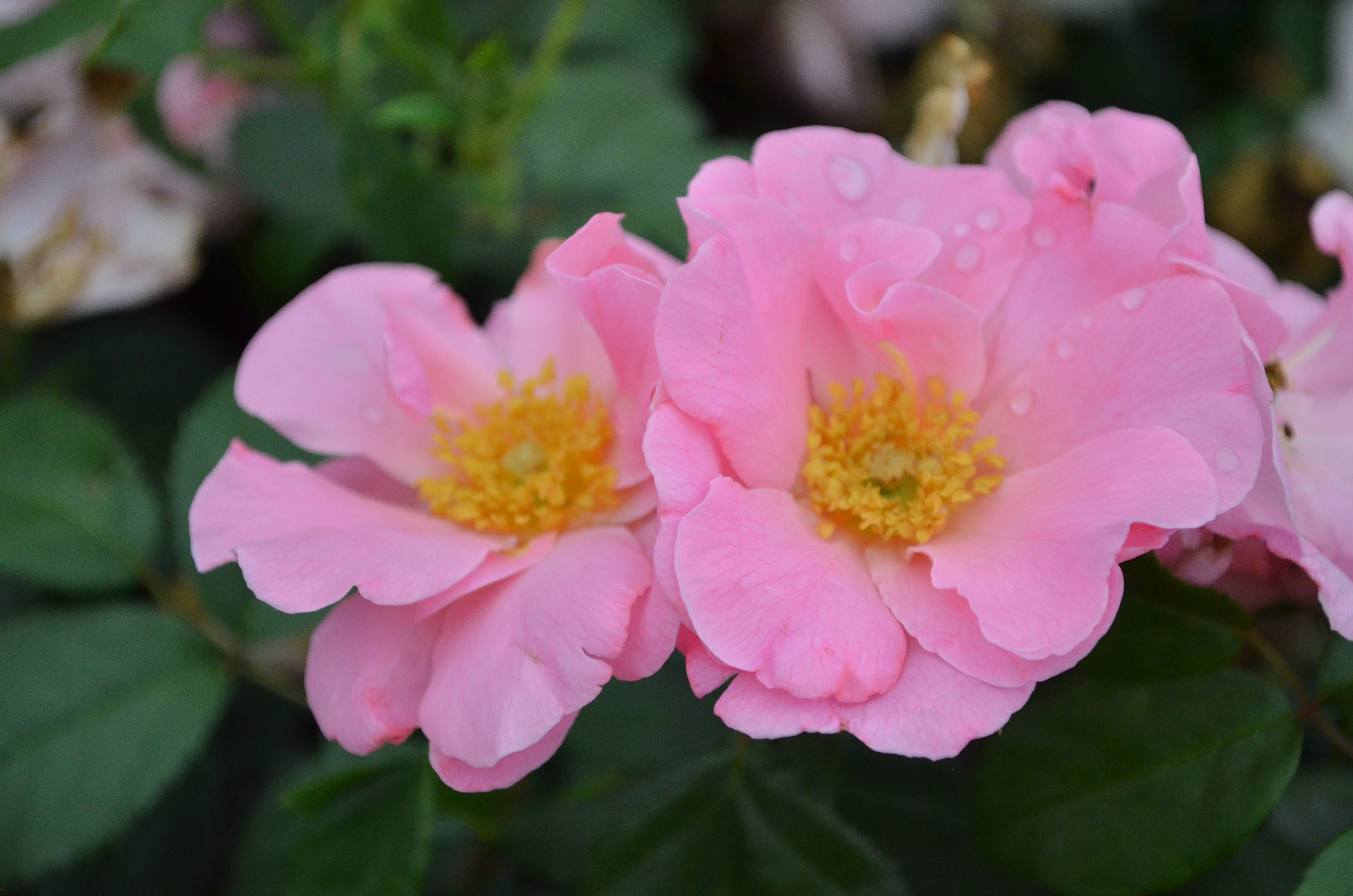 Always Hope – Antique Rose Emporium