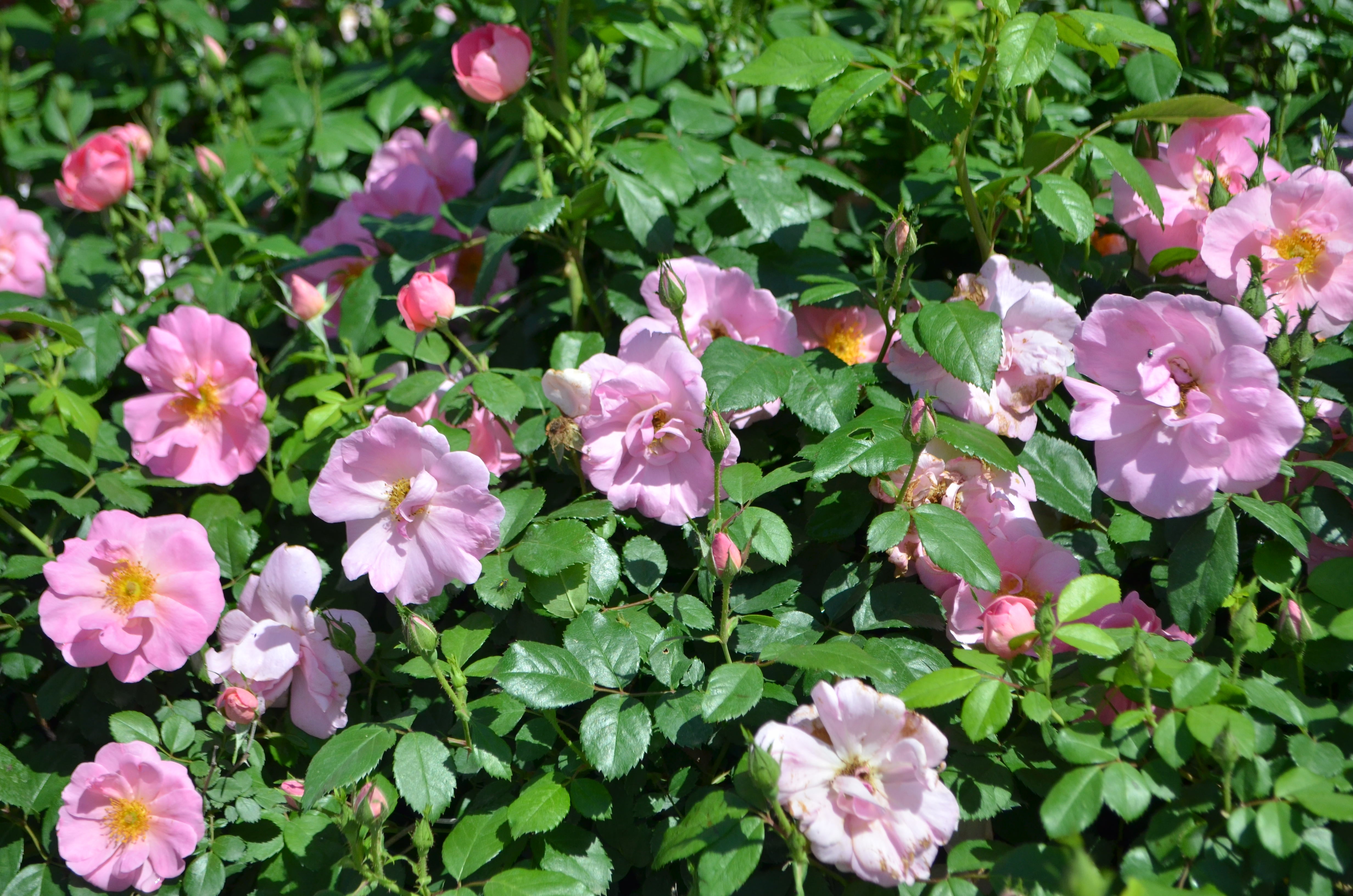 Always Hope – Antique Rose Emporium