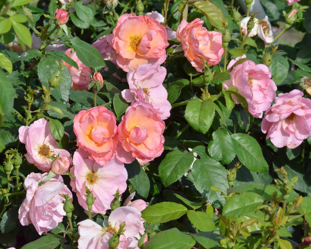 Uplifting Porch Rose Bundle