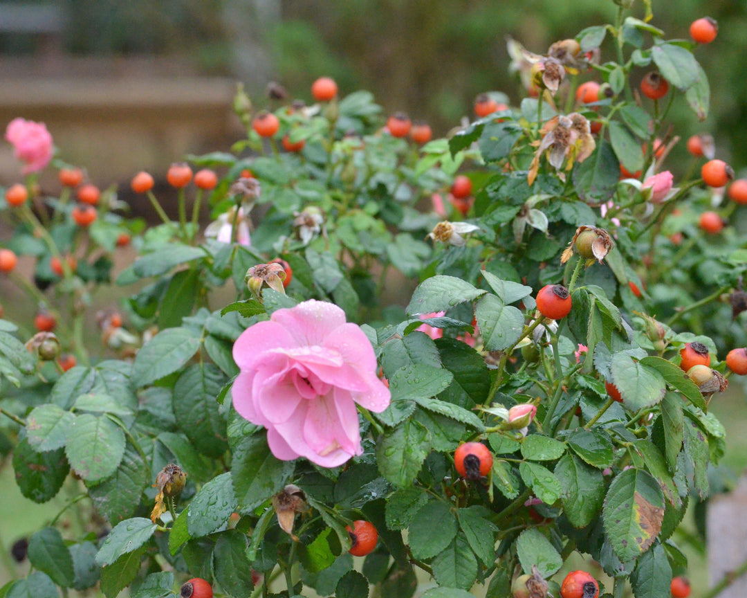 Hip-Happy Rose Bundle (Climber Included)