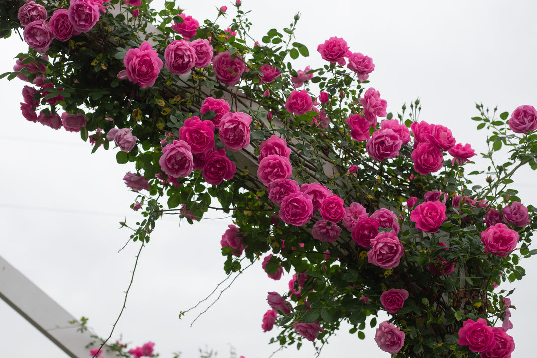 American Beauty, Climber