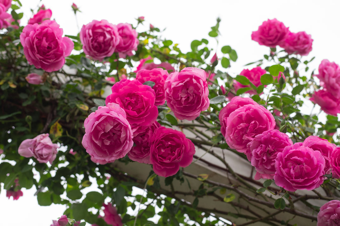 American Beauty, Climber