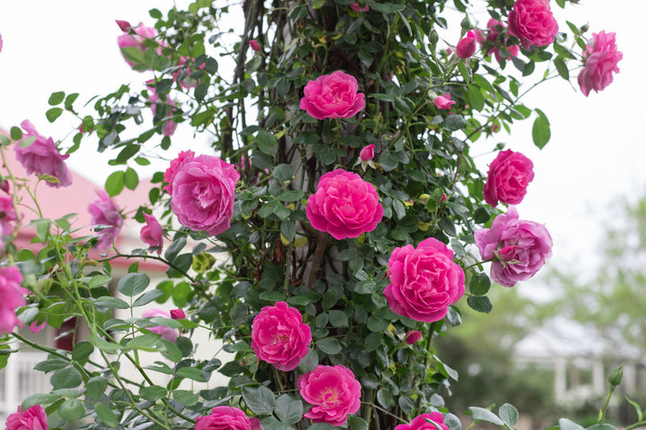 American Beauty, Climber