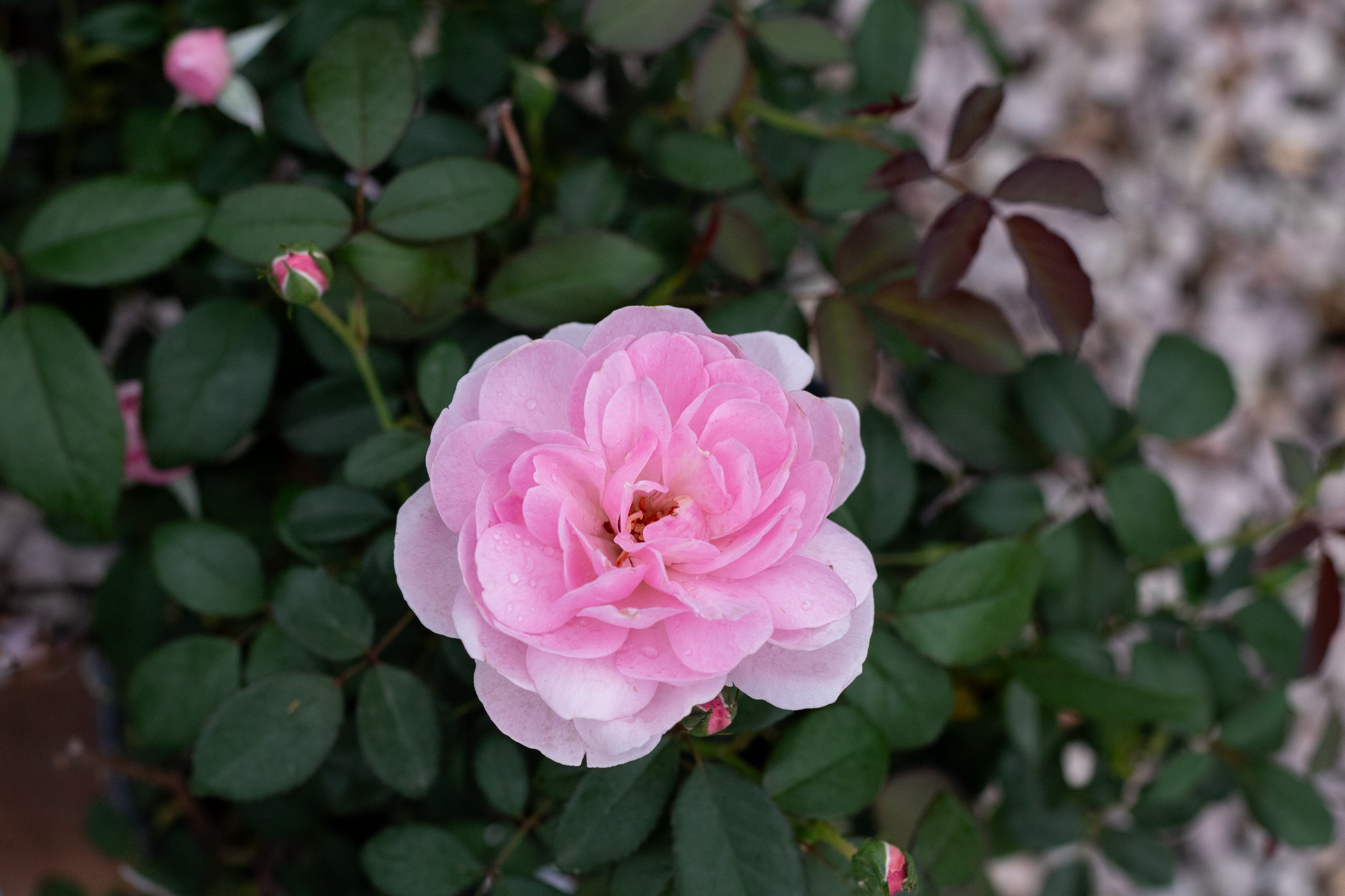 Ann's Beautiful Daughter – Antique Rose Emporium