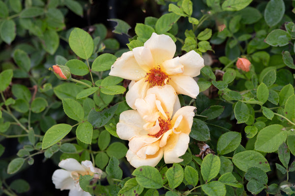 Anson Jones – Antique Rose Emporium Anson Jones – Antique Rose Emporium