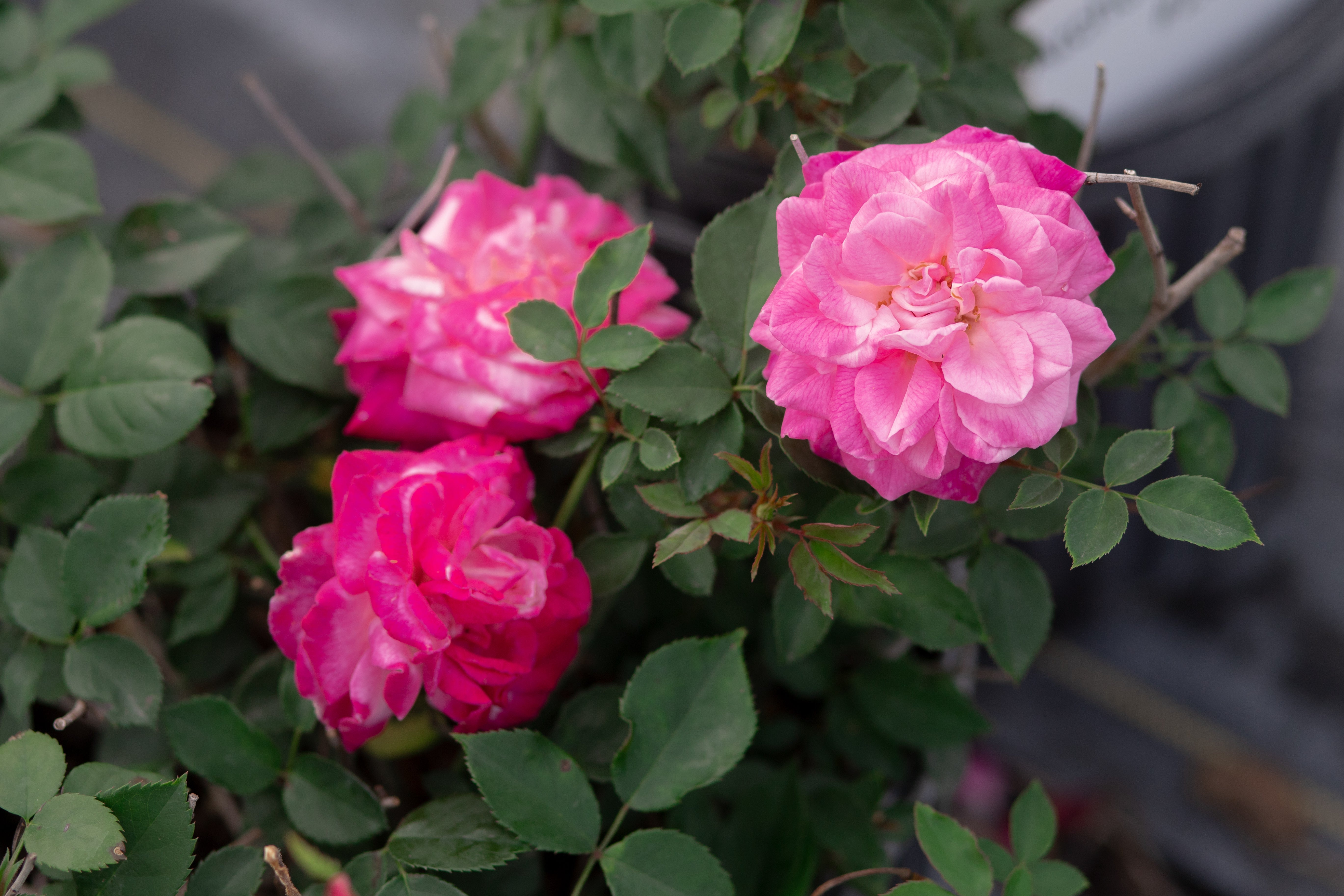 アメリカヴィンテージ ソルト＆ペッパー ローズ 薔薇 アメリカヴィンテージ ソルト＆ペッパー ローズ 薔薇 america-7.jpg