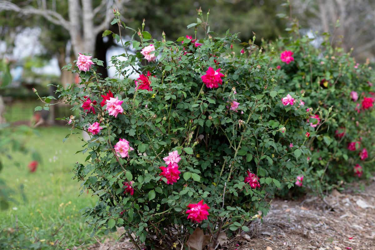 Archduke Roses Archduke Charles – Antique Rose Emporium