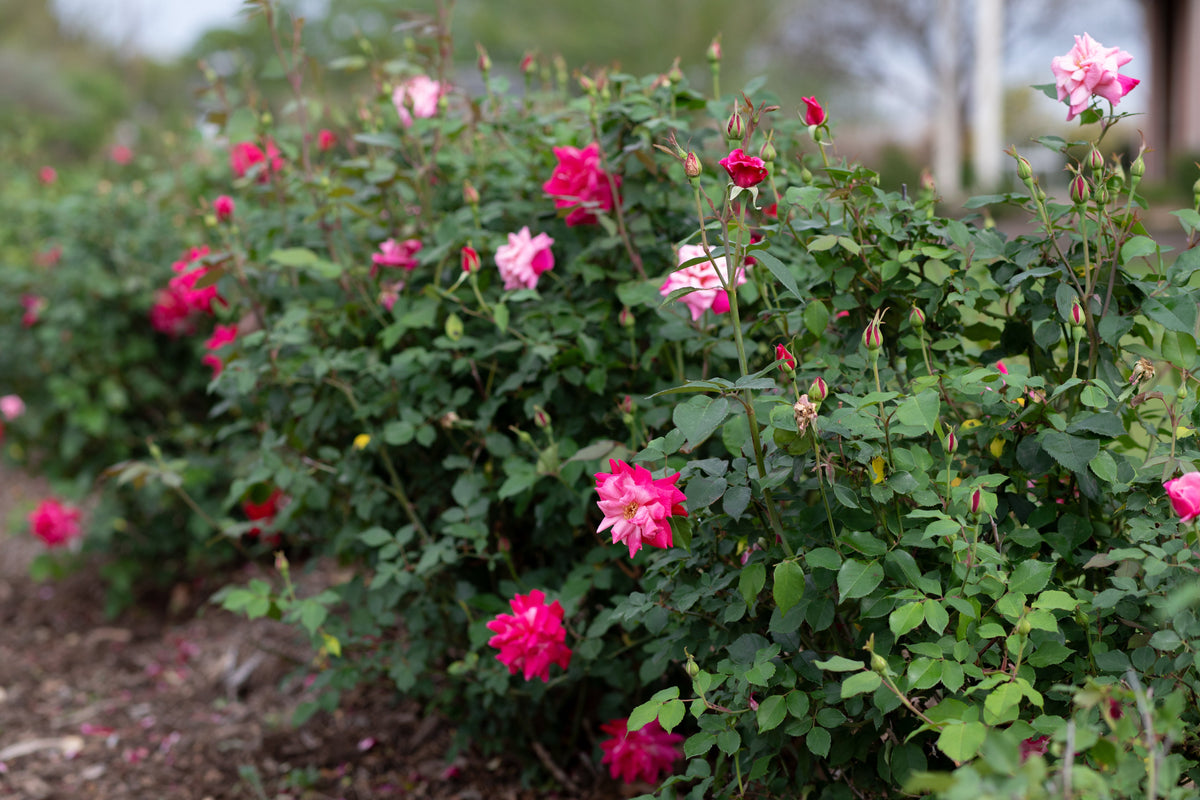 Archduke Roses Archduke Charles – Antique Rose Emporium