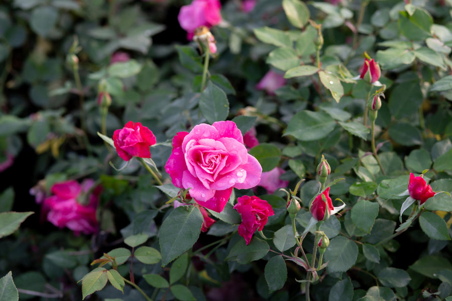 Archduke Roses Archduke Charles – Antique Rose Emporium