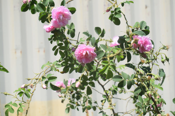 Autumn Damask