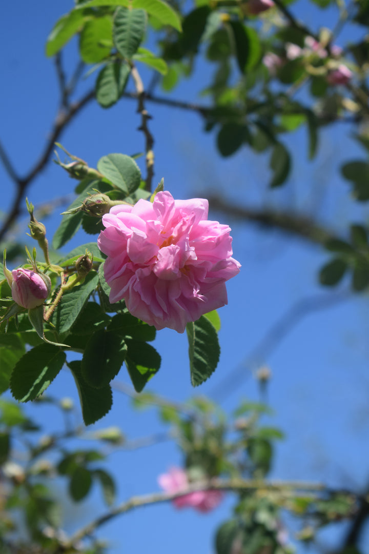 Autumn Damask