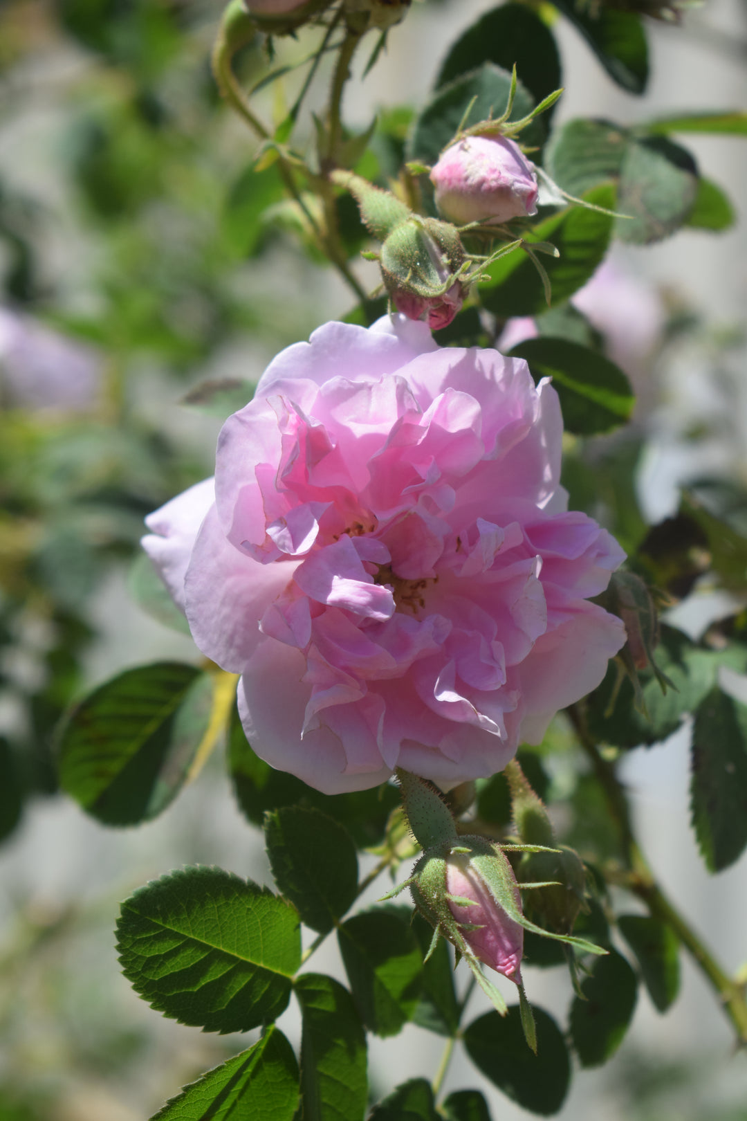 Autumn Damask