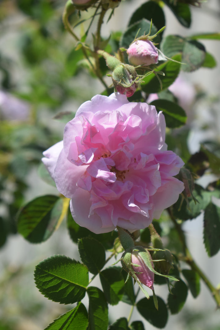 Autumn Damask