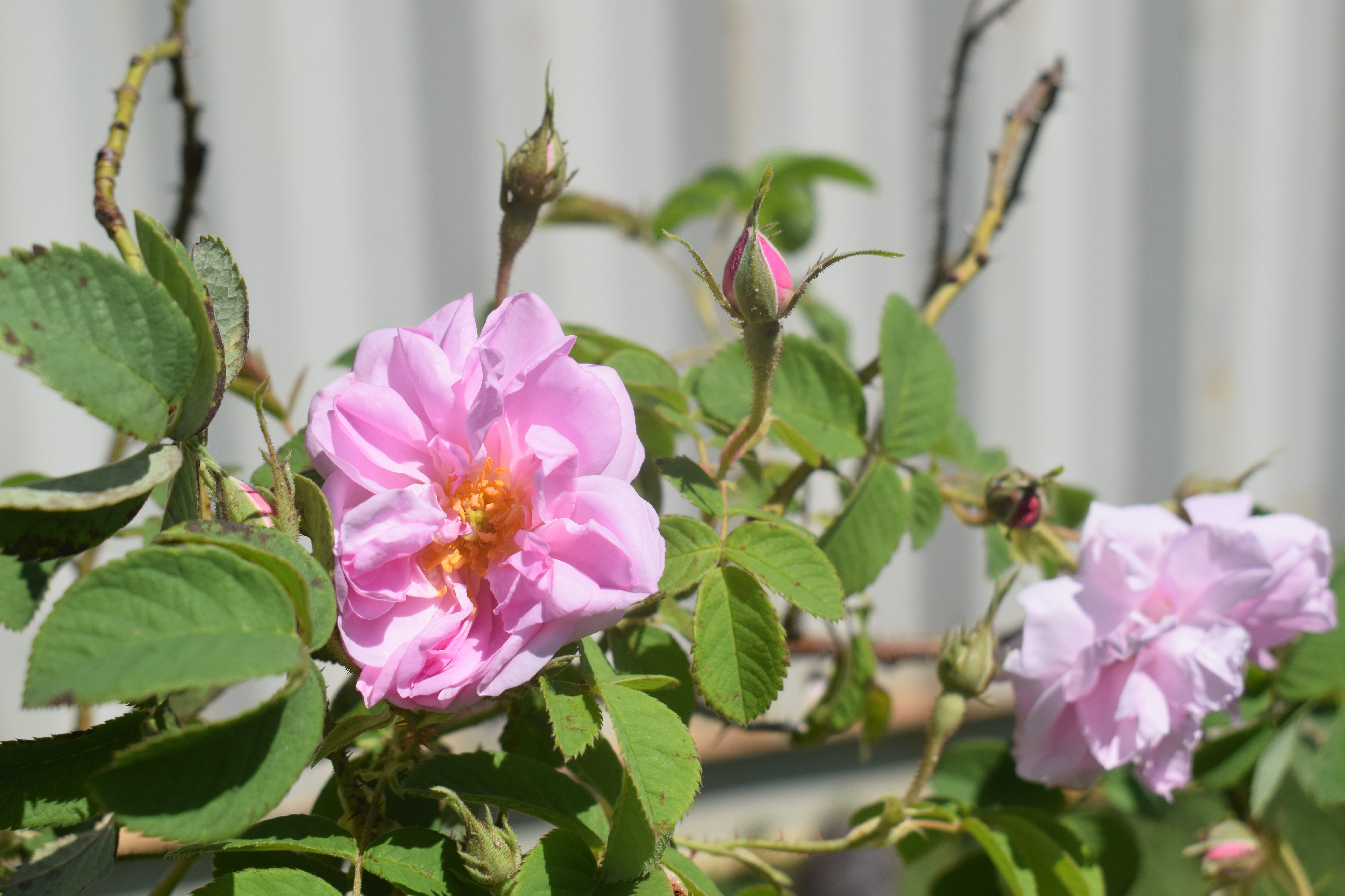 アメリカヴィンテージ ソルト＆ペッパー ローズ 薔薇 アメリカヴィンテージ ソルト＆ペッパー ローズ 薔薇