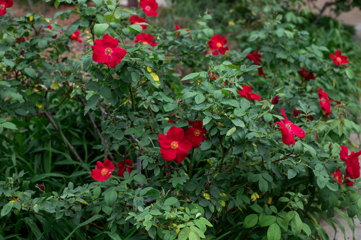 Bailey Red