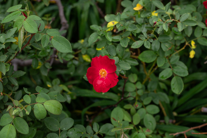 Bailey Red