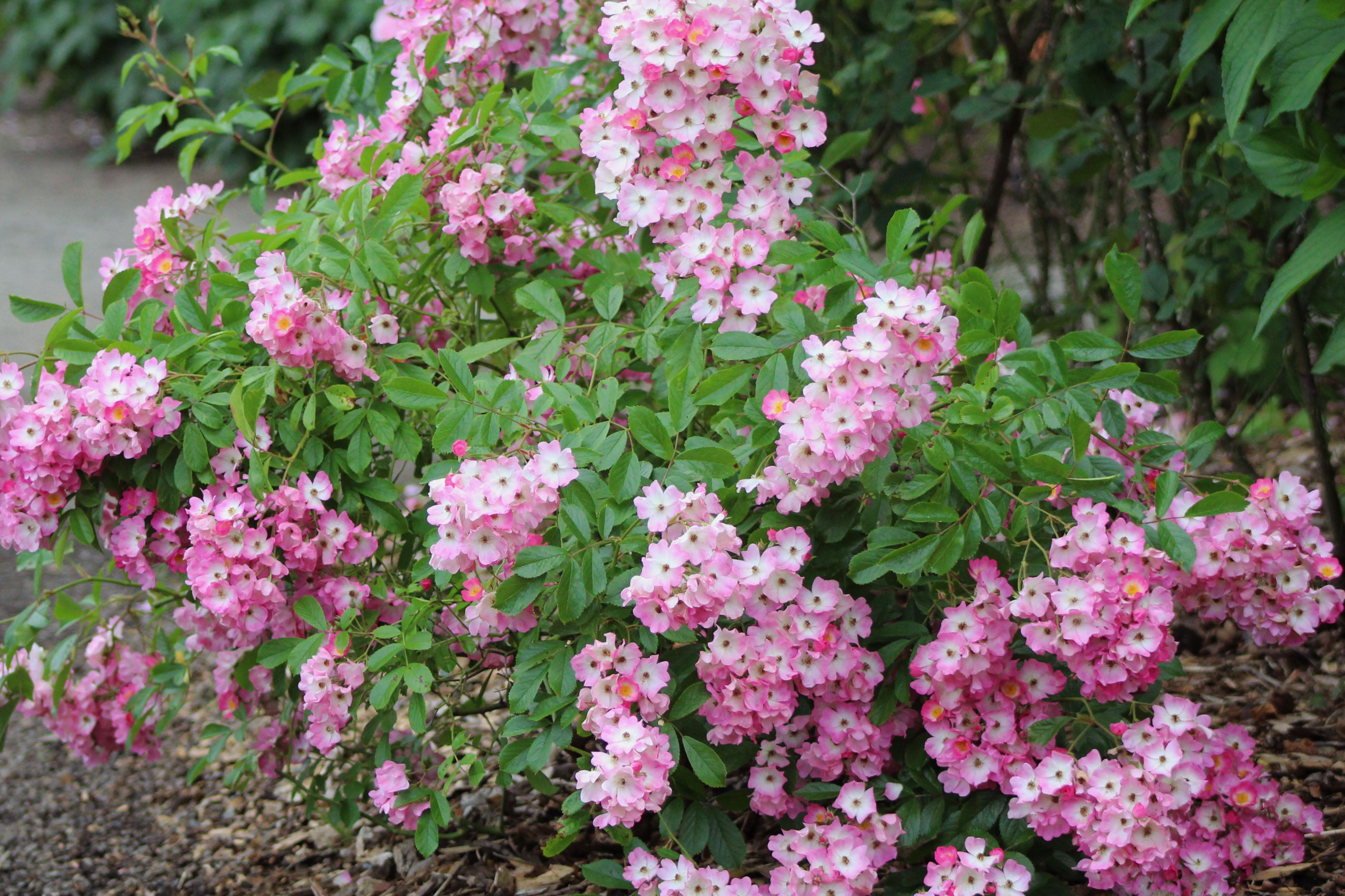 Antique Rose Emporium Ballerina Rose
