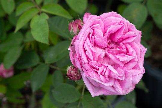 Anatique Roses True Antique Roses – Antique Rose Emporium