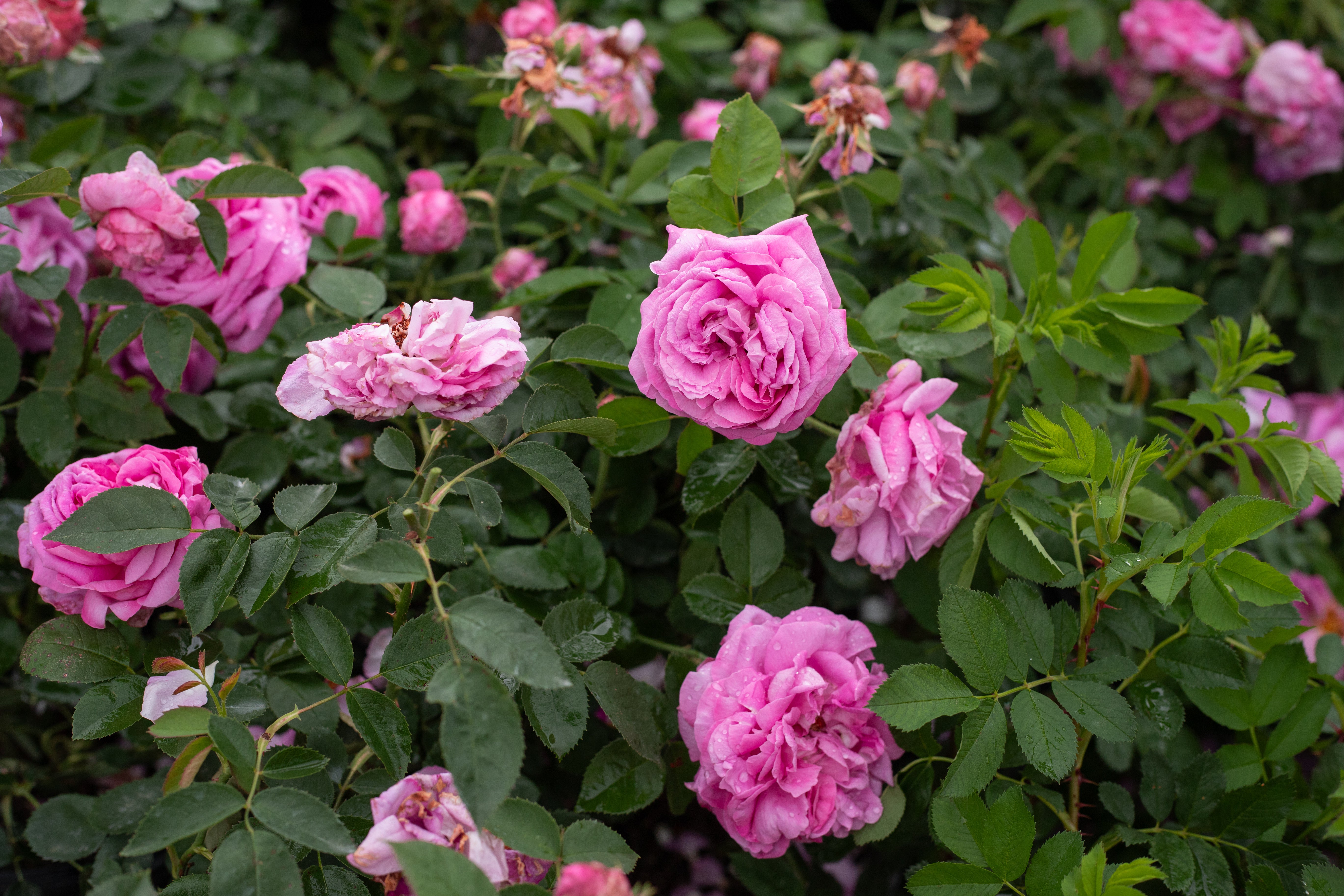 アメリカヴィンテージ ソルト＆ペッパー ローズ 薔薇 アメリカヴィンテージ ソルト＆ペッパー ローズ 薔薇