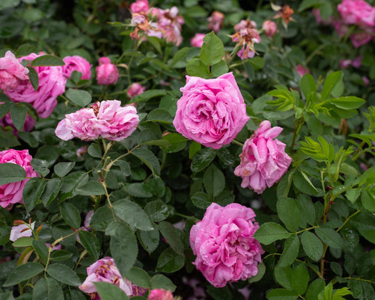 True Antique Roses – Antique Rose Emporium