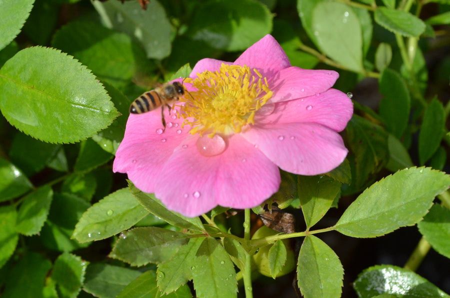 Pink rose with honey bee polinating.
