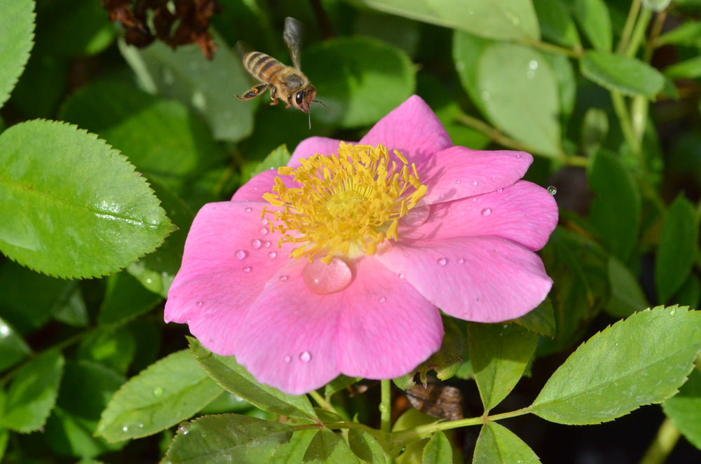 Honeybee buzzing near pink blooming pink rose.