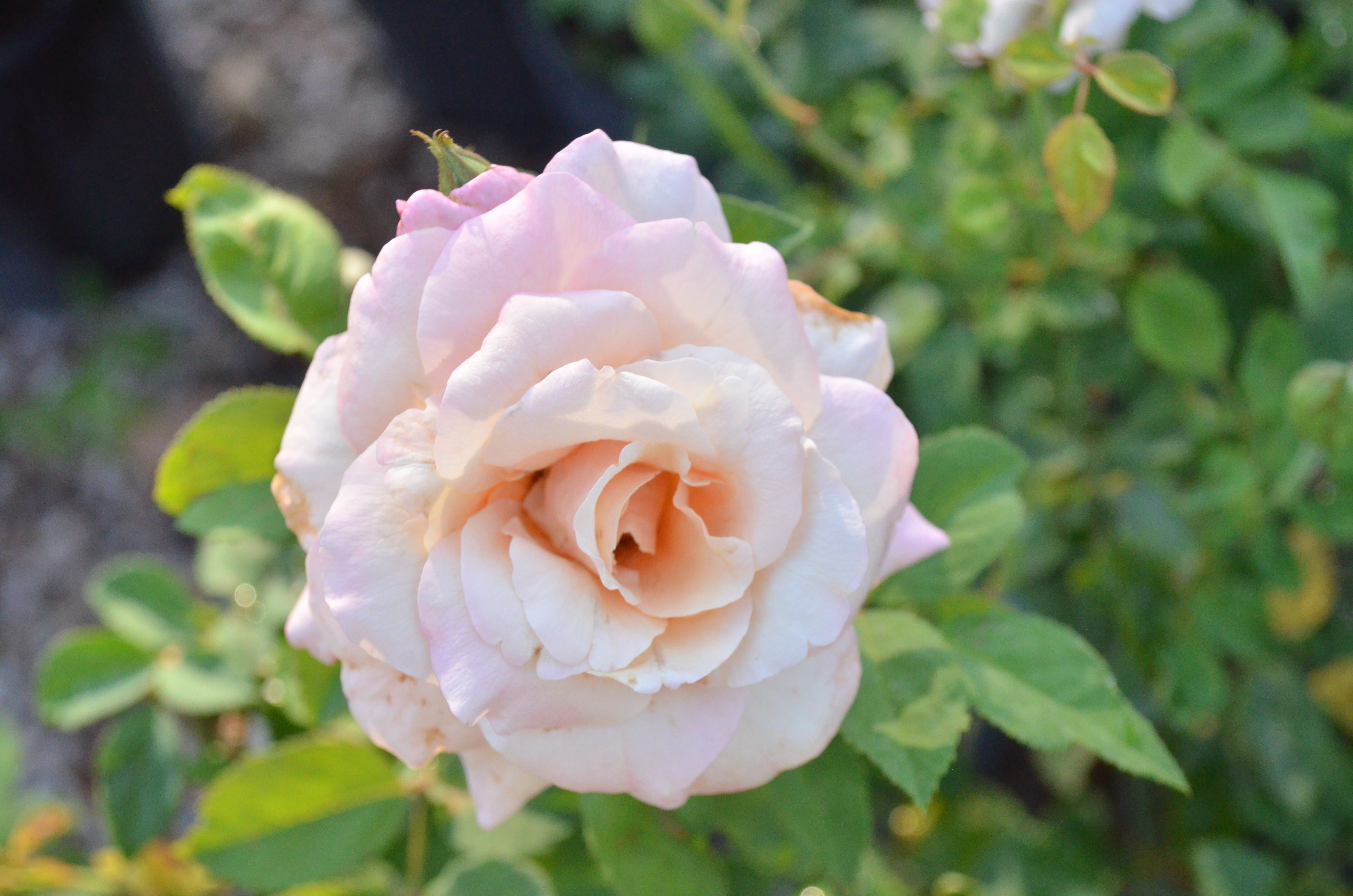 Zone 6 – Antique Rose Emporium