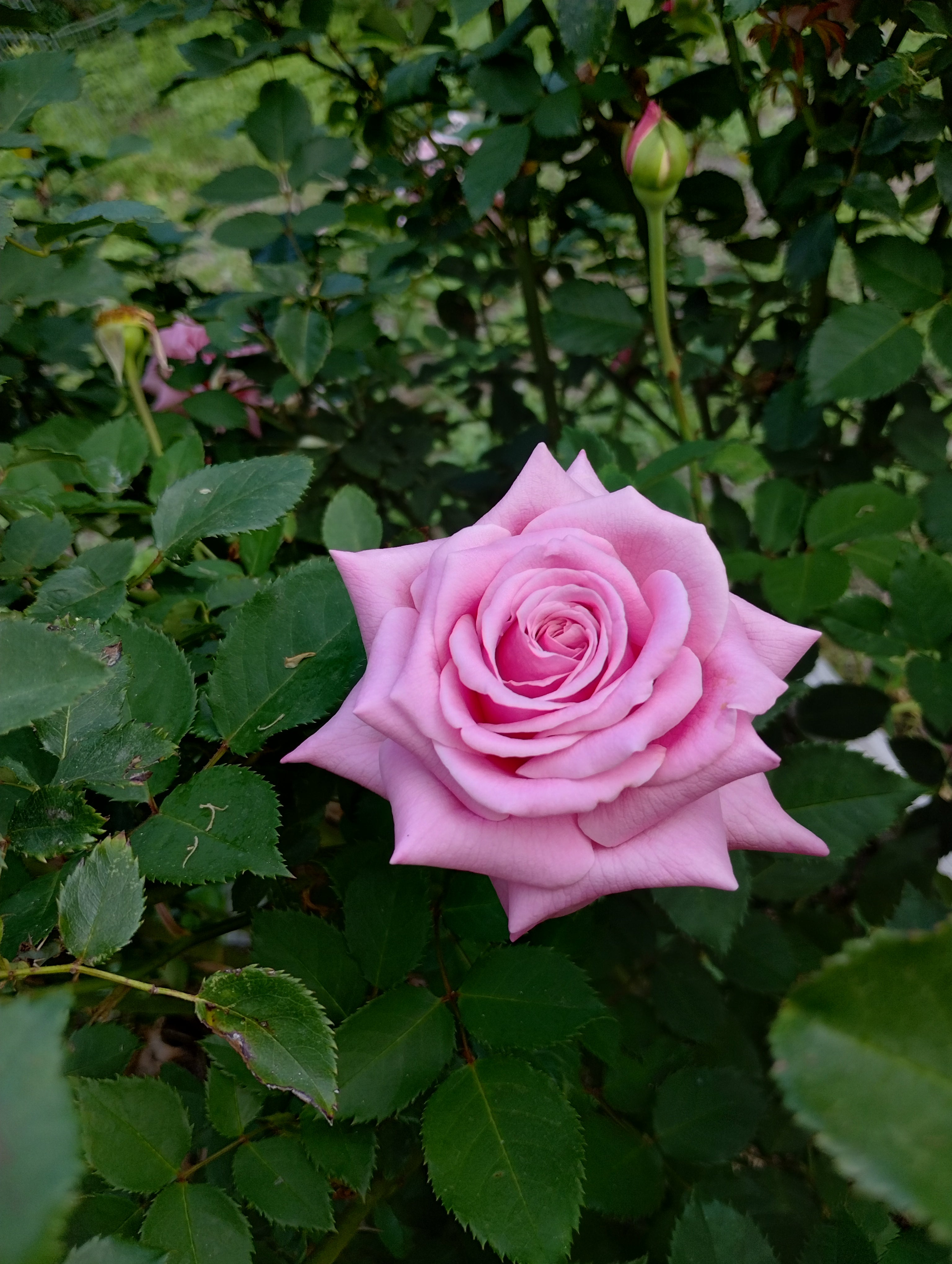 Rose Knock Out Rose (Rosa 'Radrazz') in Denver Centennial