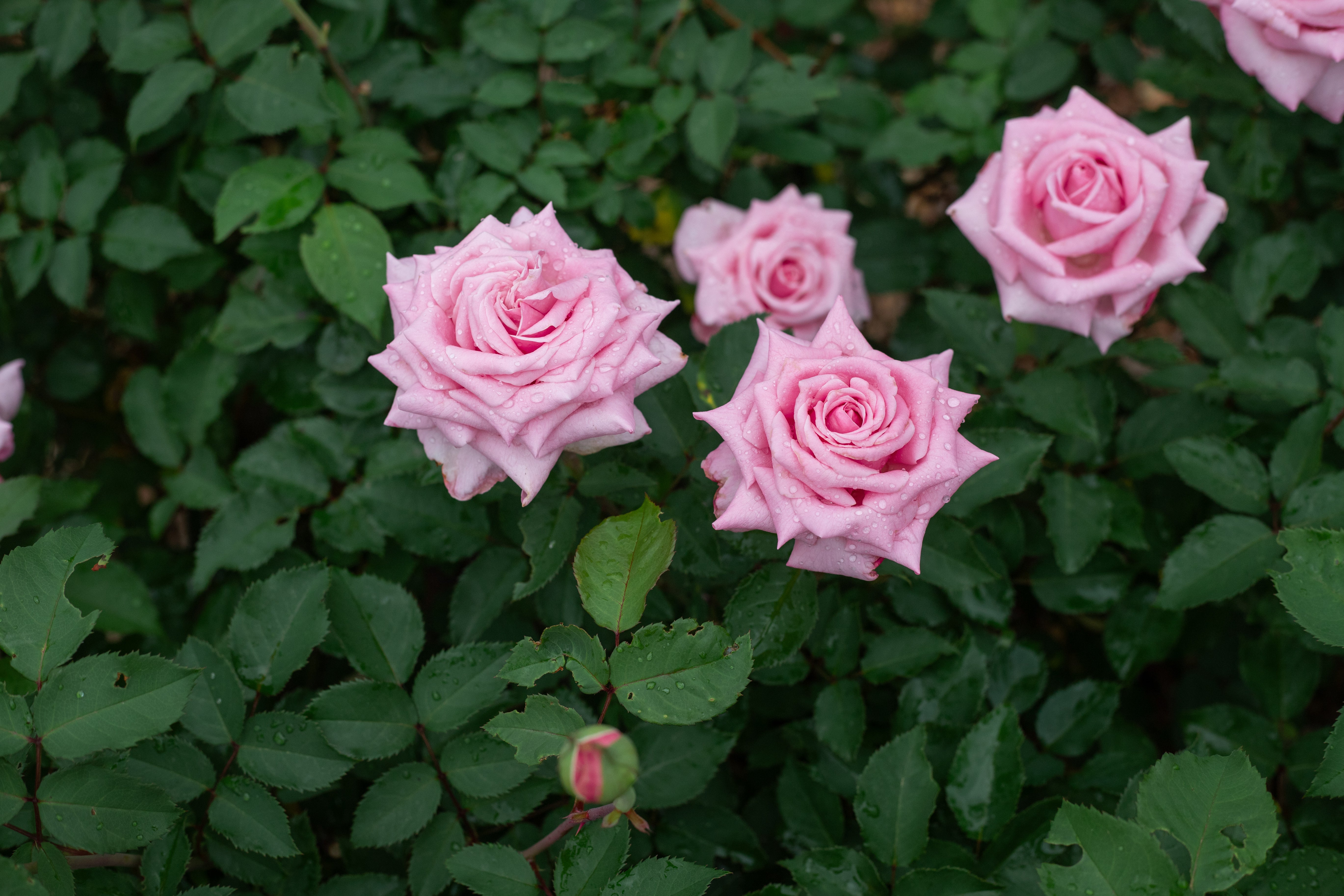 rose様 Suo Qingqiu Chinese Florist Shrub Rose – Highgarden Roses