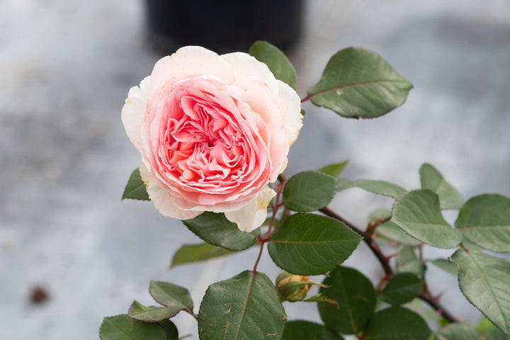 Antique Rose Emporium | Antique Rose Nursery & All Things Garden