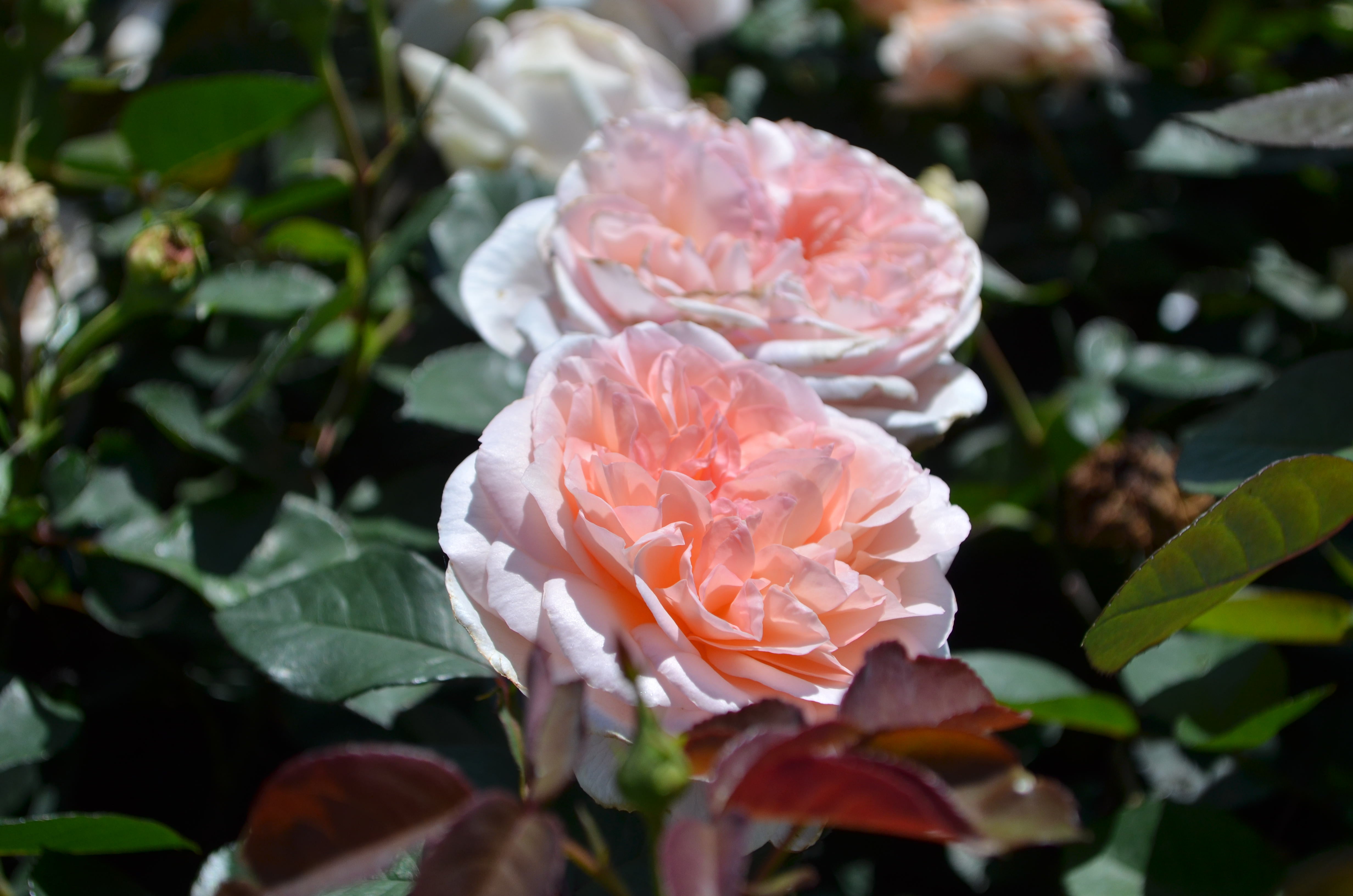 Zone 8 – Antique Rose Emporium