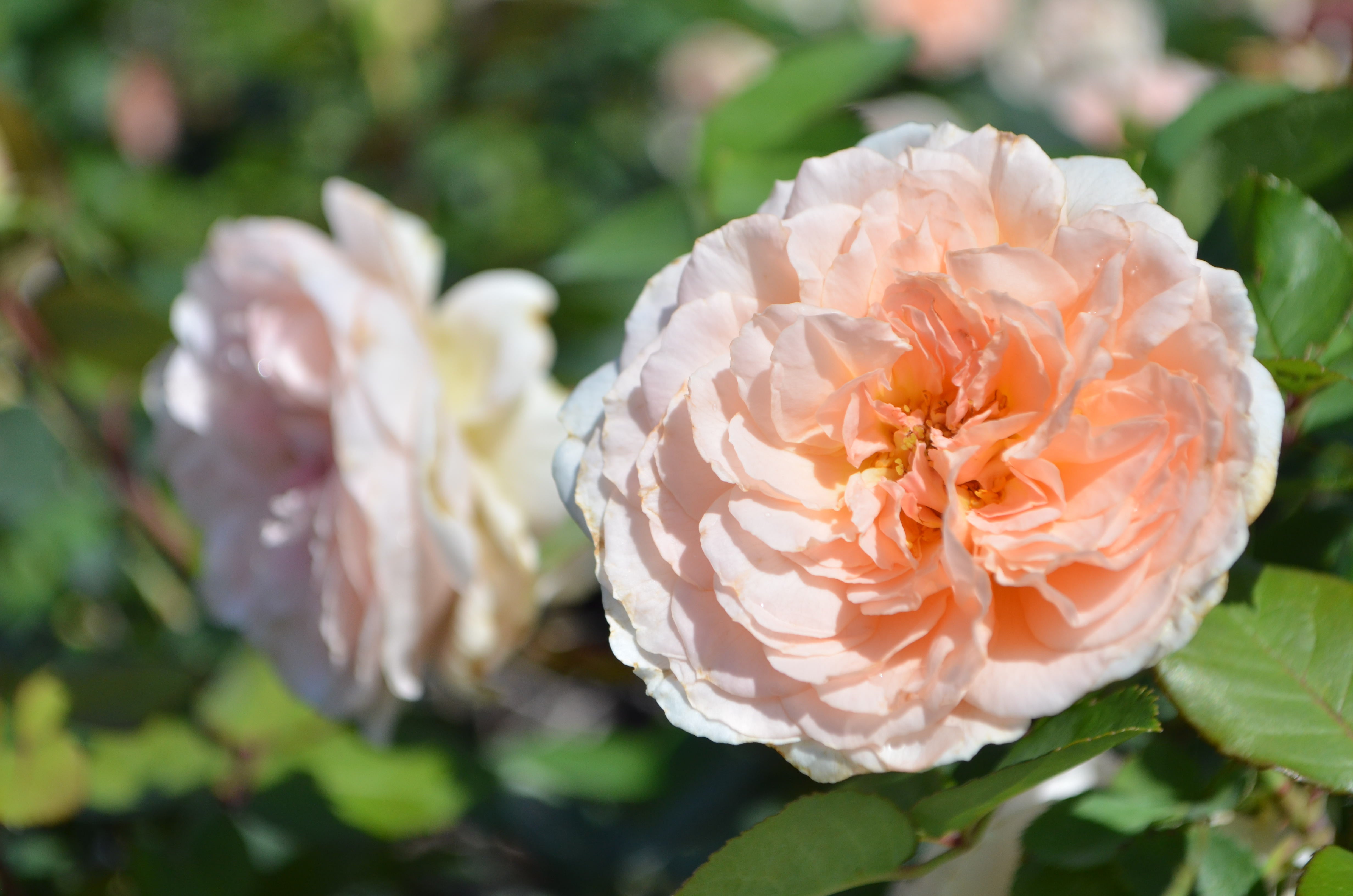 Spring Rose Carol マント Kordes® Roses – Antique Rose Emporium