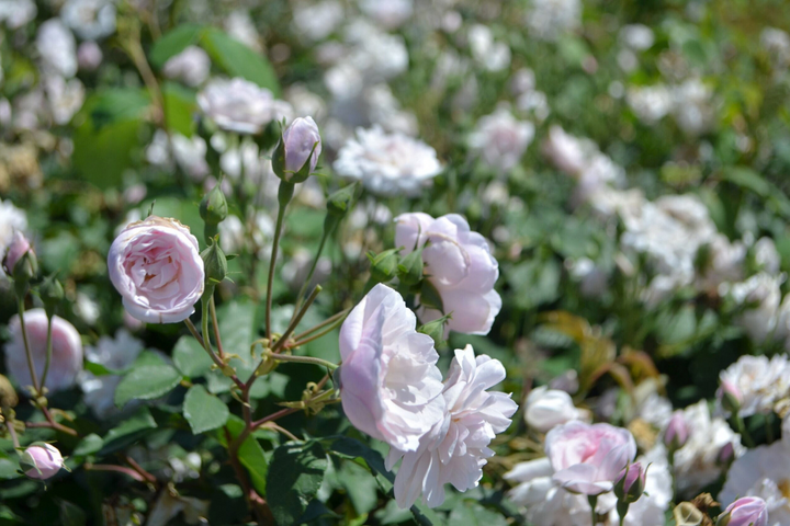 Blush Noisette