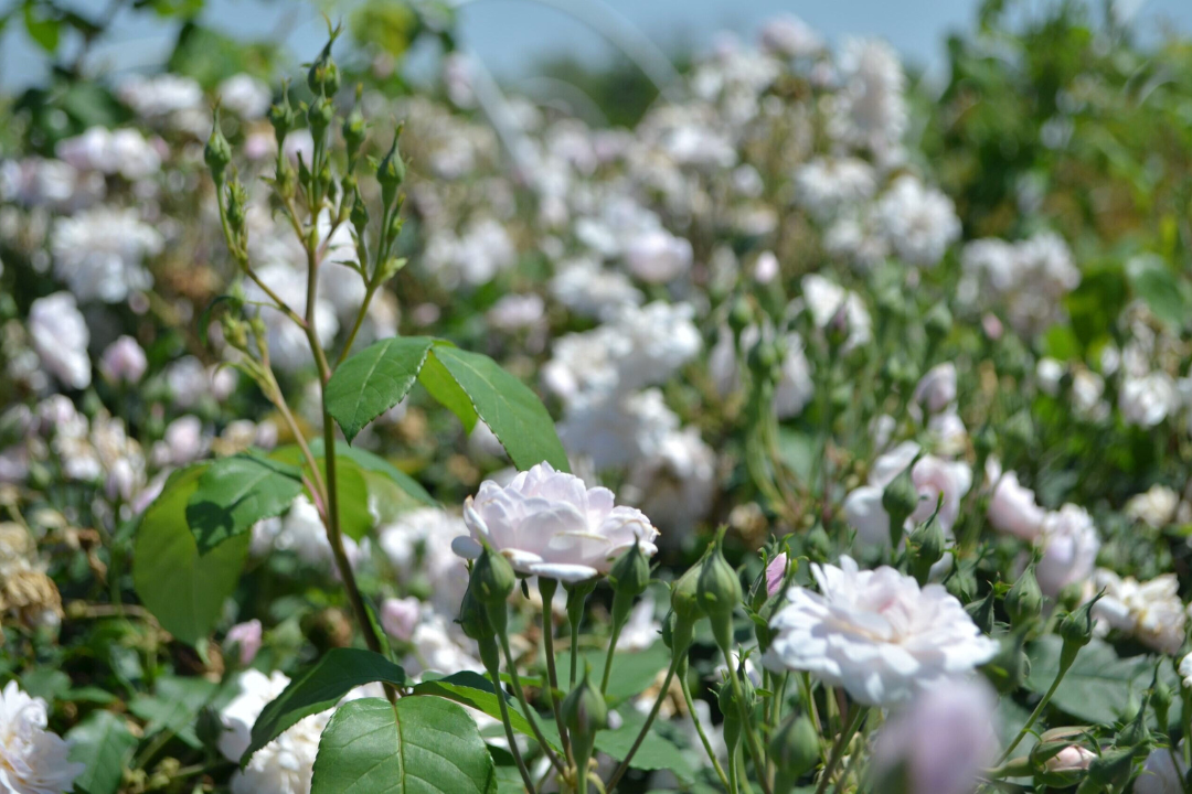 Antique Rose Emporium Noisette Rose - Thumbnail 3
