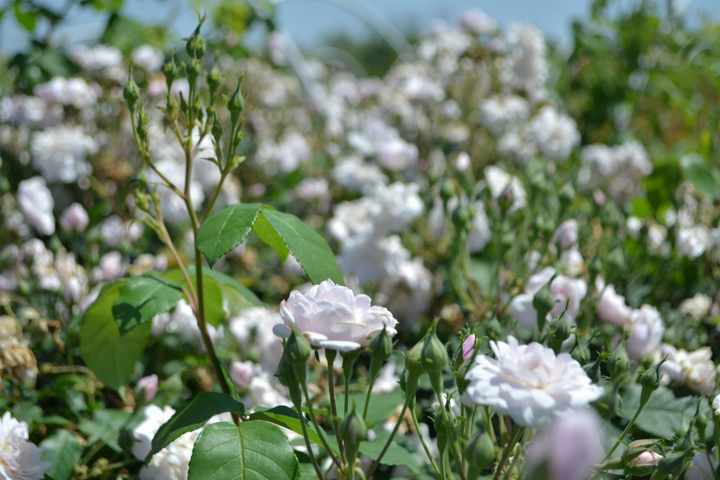 Blush Noisette