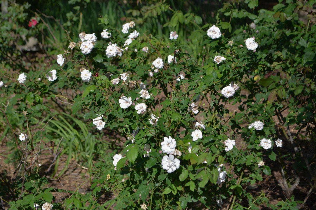 Antique Rose Emporium Noisette Rose