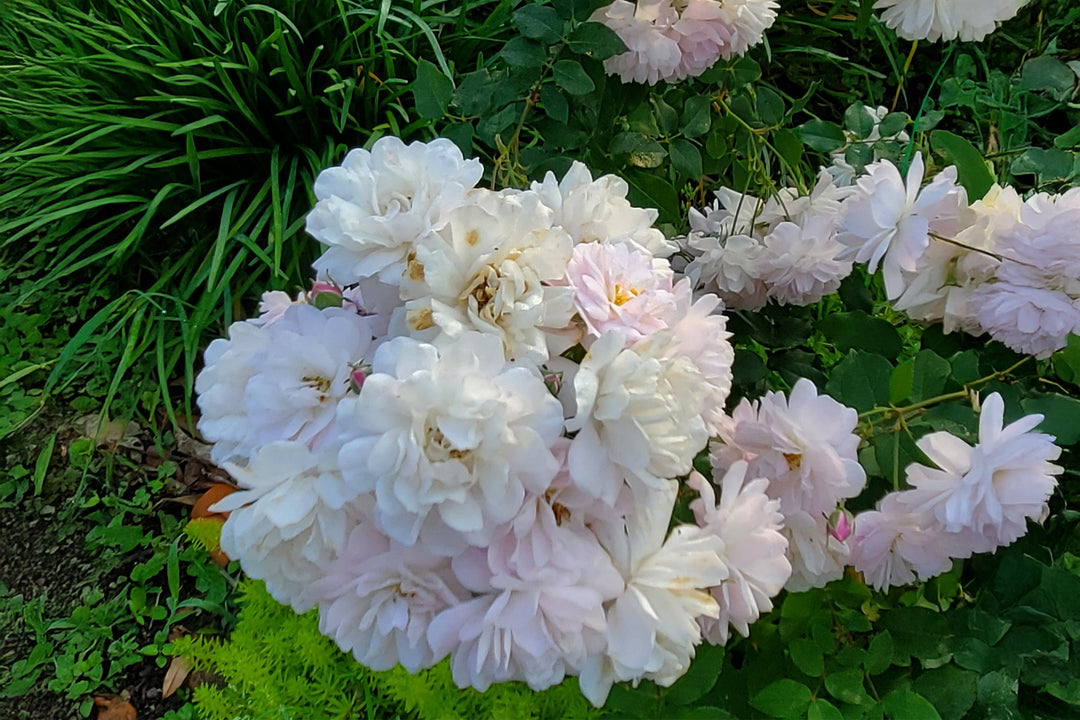 Blush Noisette