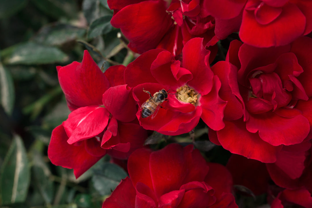 Close-up of a bee on a red flower with a blurred green background