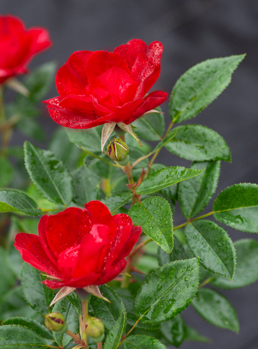 Blue Rim Rd Rose Brick House – Antique Rose Emporium