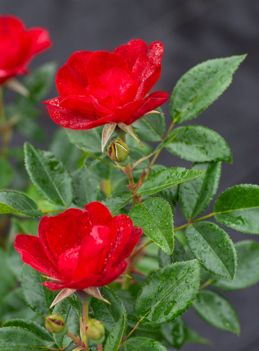 Brick House – Antique Rose Emporium
