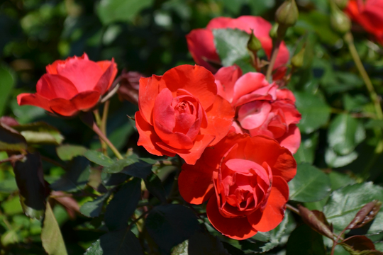 Hordes Roses Kordes® Roses – Antique Rose Emporium